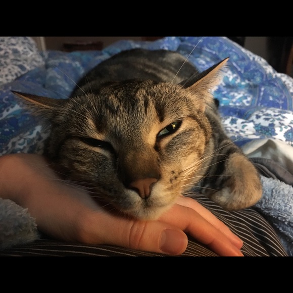 Meet your Posher, Cassidy - Picture 1 of 1